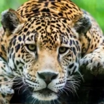 Only 350 Leopards are left in West Africa Classifing the once King of the Savanna an Endangered species