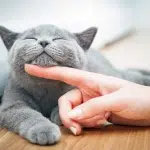 The Frequency From a Cats Purr Can Help speed up Healing of Bones and Wounds