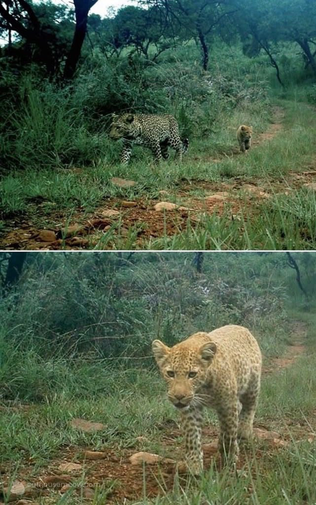 An ultra-rare “strawberry” leopard cub was spotted in South Africa