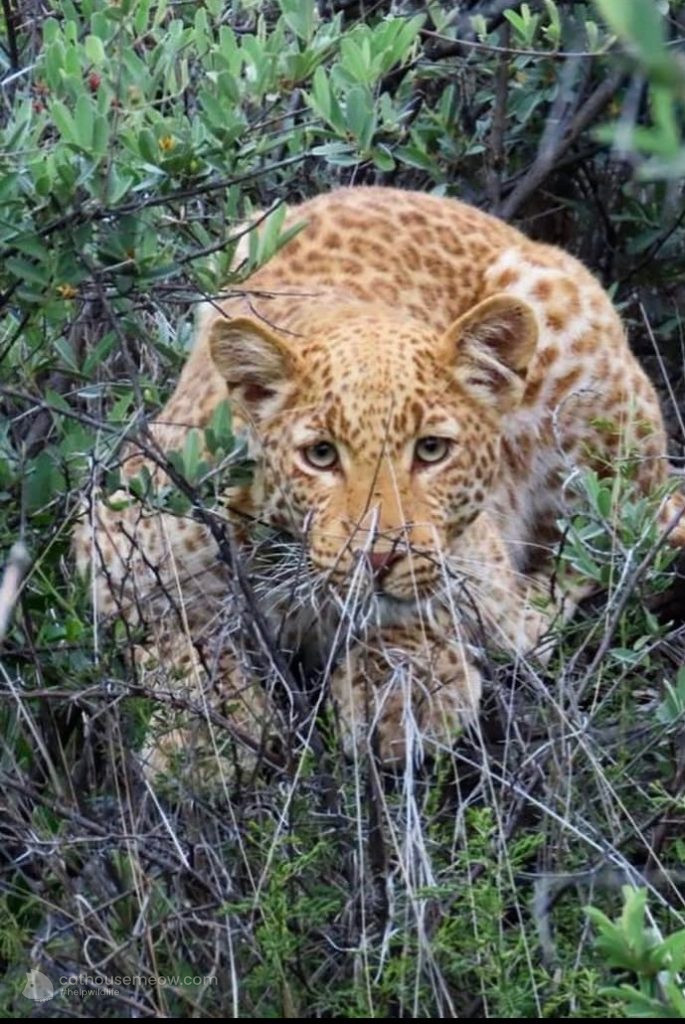 An ultra-rare “strawberry” leopard cub was spotted in South Africa