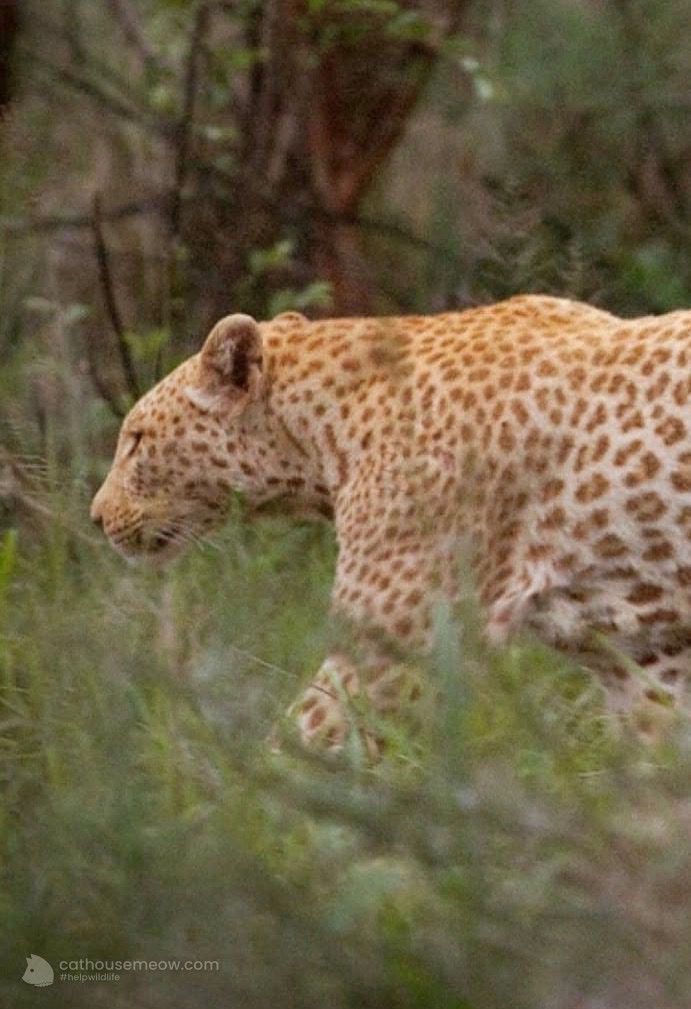 An ultra-rare “strawberry” leopard cub was spotted in South Africa