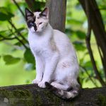 Thailand has now officially declared cats as national symbols