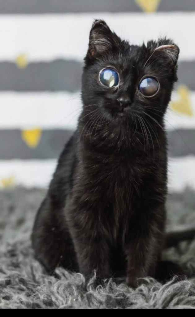 Dorito is going viral for her adorable large eyes