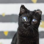 Dorito is going viral for her adorable large eyes