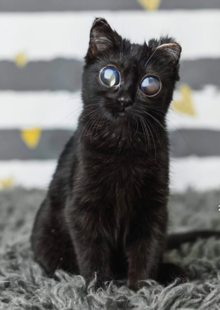 Dorito is going viral for her adorable large eyes