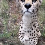 Cheetas Dont Roar but Meow like Housecats