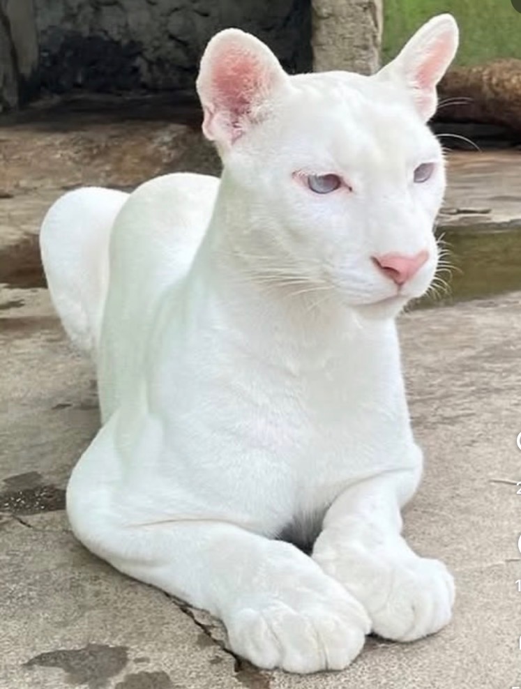 Extremely Rare Albino Puma Spotted In Latin America