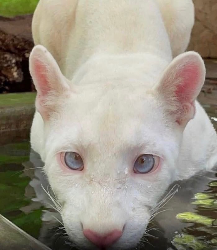 Extremely Rare Albino Puma Spotted In Latin America