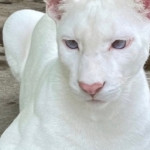 Extremely Rare Albino Puma Spotted In Latin America