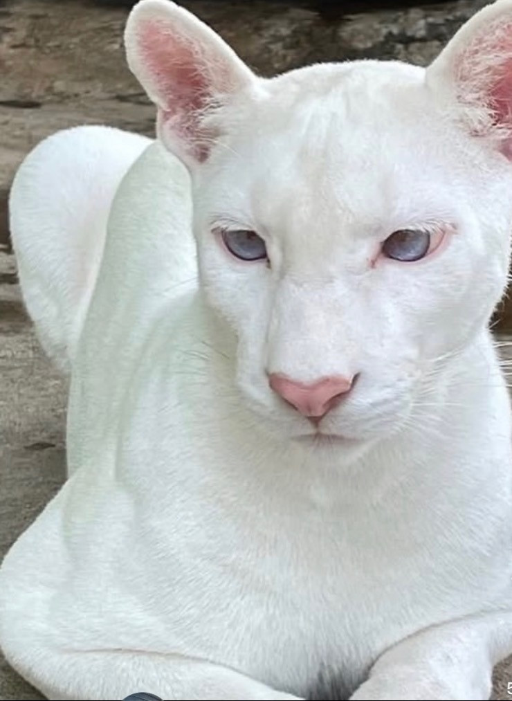 Extremely Rare Albino Puma Spotted In Latin America