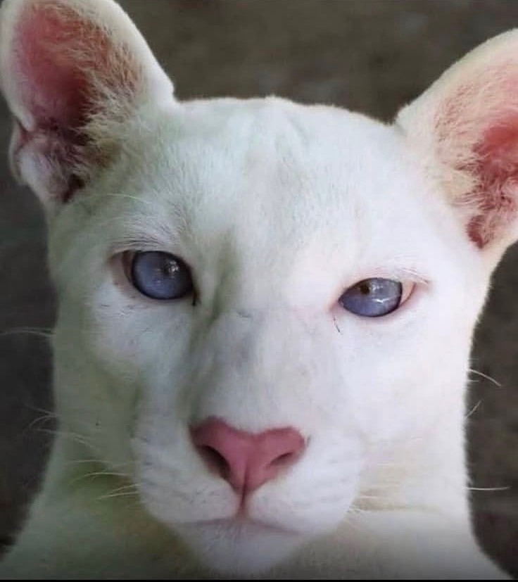 Extremely Rare Albino Puma Spotted In Latin America