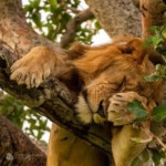 The High-Flying Queens of Ishasha: Why These Wild Cats Love to Lounge Up High
