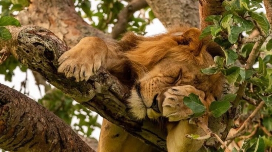 The High-Flying Queens of Ishasha: Why These Wild Cats Love to Lounge Up High
