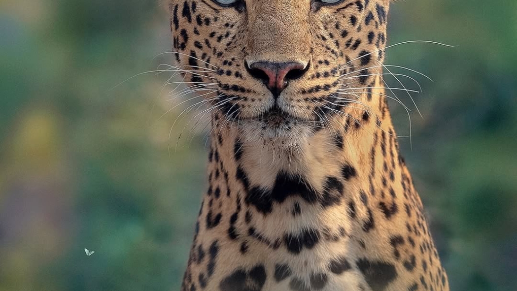 Photographer Catches The Intense Gaze of a Leapord in the Wild