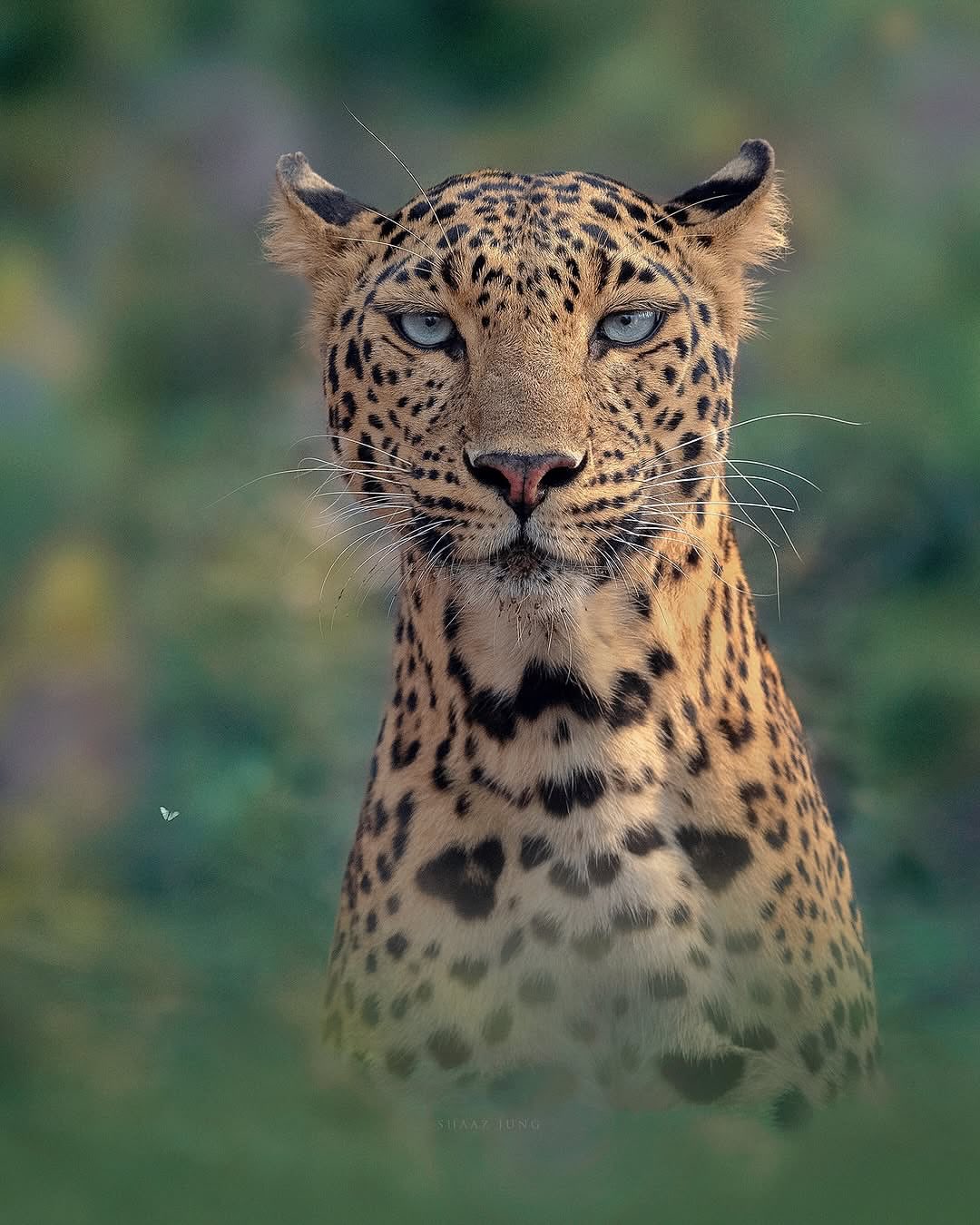 Photographer Catches The Intense Gaze of a Leapord in the Wild