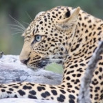 A sighting of this beautiful Leopardess “Xhangu” and her blue eyes
