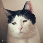 The Art of the Melancholy Muse: Behind Panco’s Permanently Pensive Look