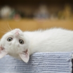What Should We Actually Be Feeding Our Cats?