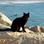 Black Cats Debunked