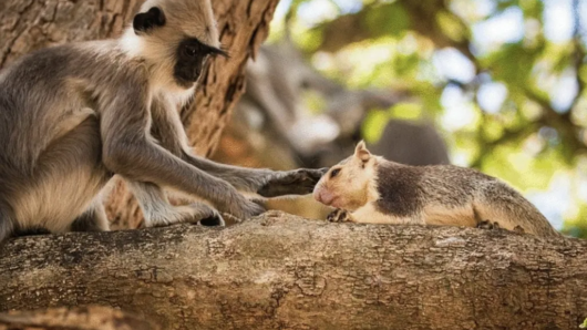 Turns Out, We’re Not the Only Ones Who Keep Pets A landmark Oxford-led review of 427 documented cases finds that monkeys and apes groom, cradle, play with, and sometimes adopt animals