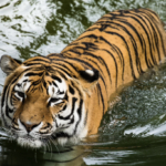Tigers: The Striped Giants of the Wild