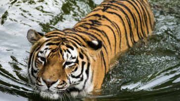Tigers: The Striped Giants of the Wild