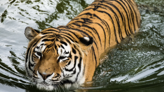 Tigers: The Striped Giants of the Wild