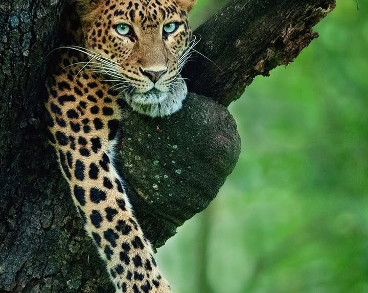 Rosette Royalty: Inside the Secret World of the Leopard