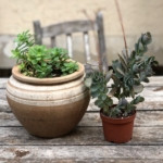 Pot Luck: Your Ridiculously Easy Guide to Growing Food in Ceramic Pots