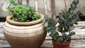 Pot Luck: Your Ridiculously Easy Guide to Growing Food in Ceramic Pots