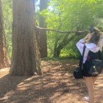 The Redwood in the Parking Lot