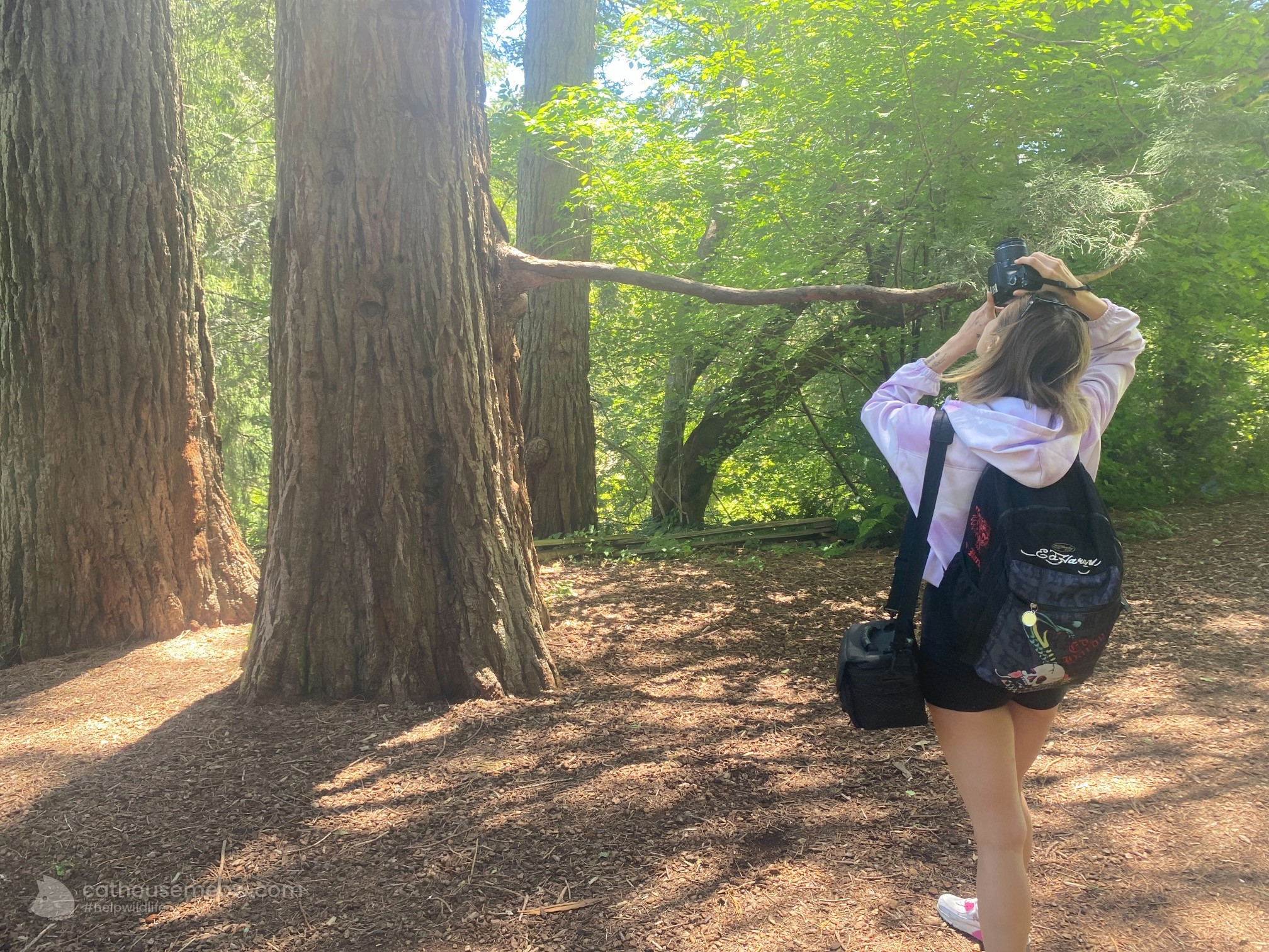 The Redwood in the Parking Lot