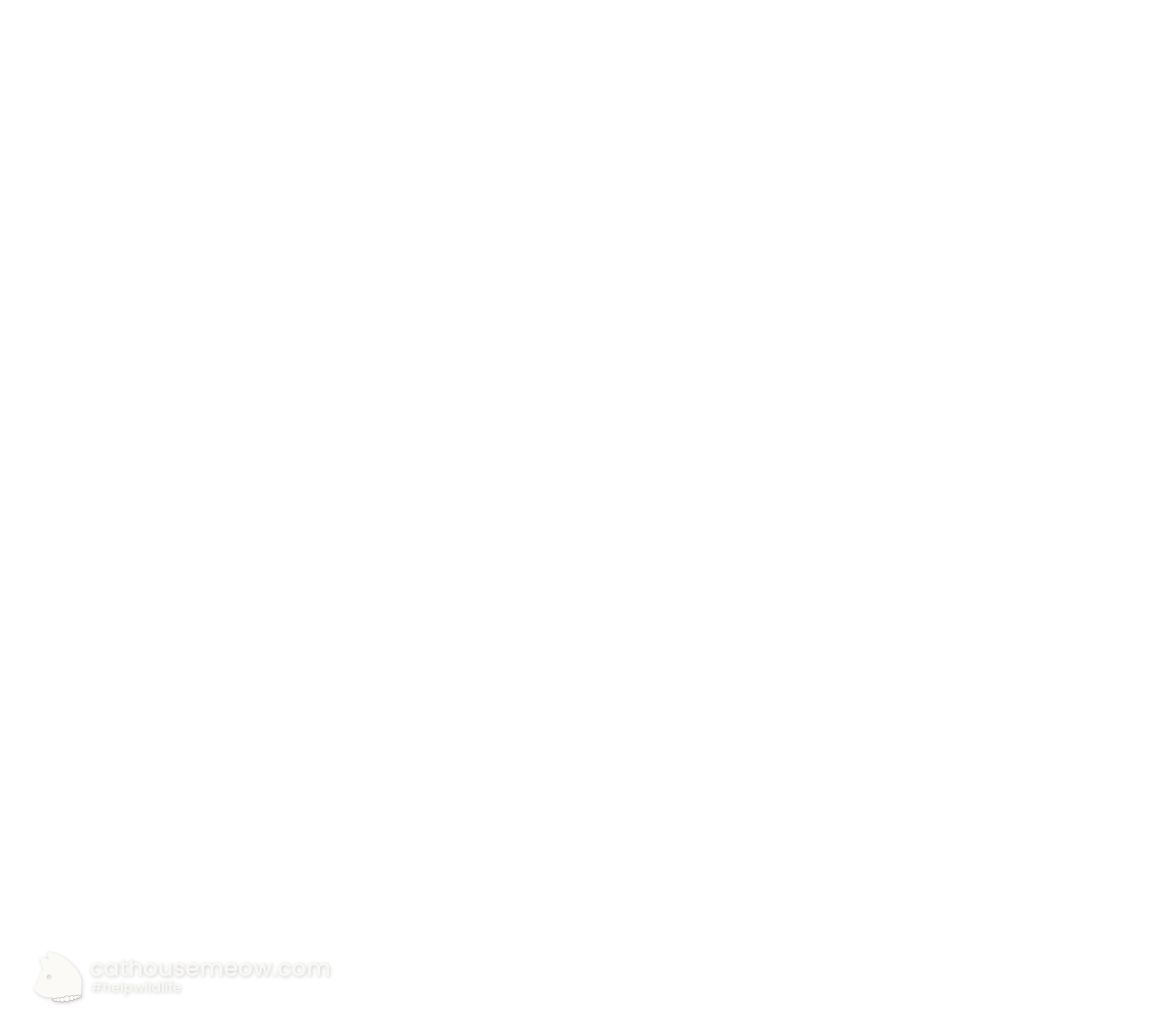 Cat House Magazine logo