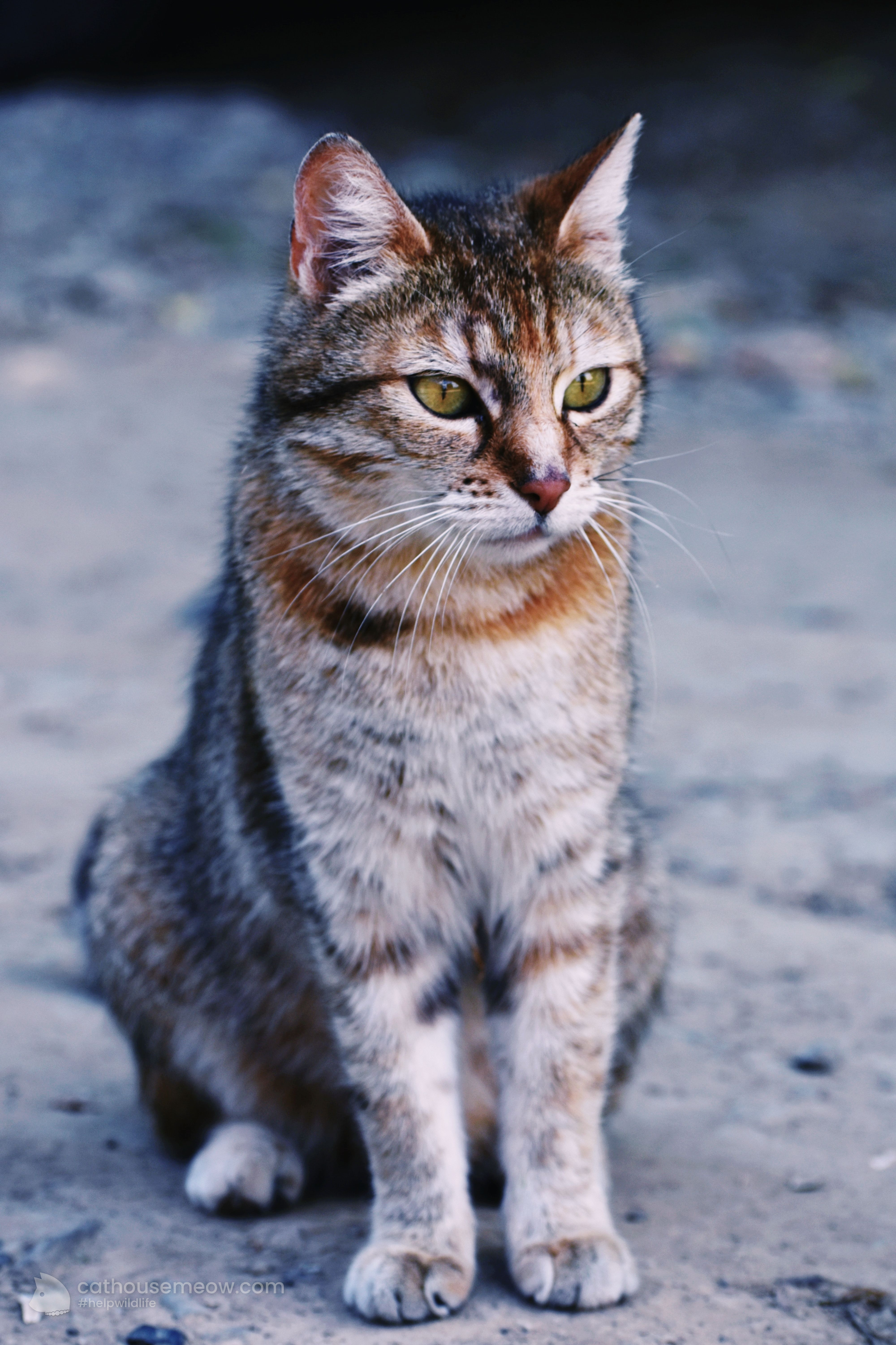 Alert tabby house cat, the domestic relative of wild leopards