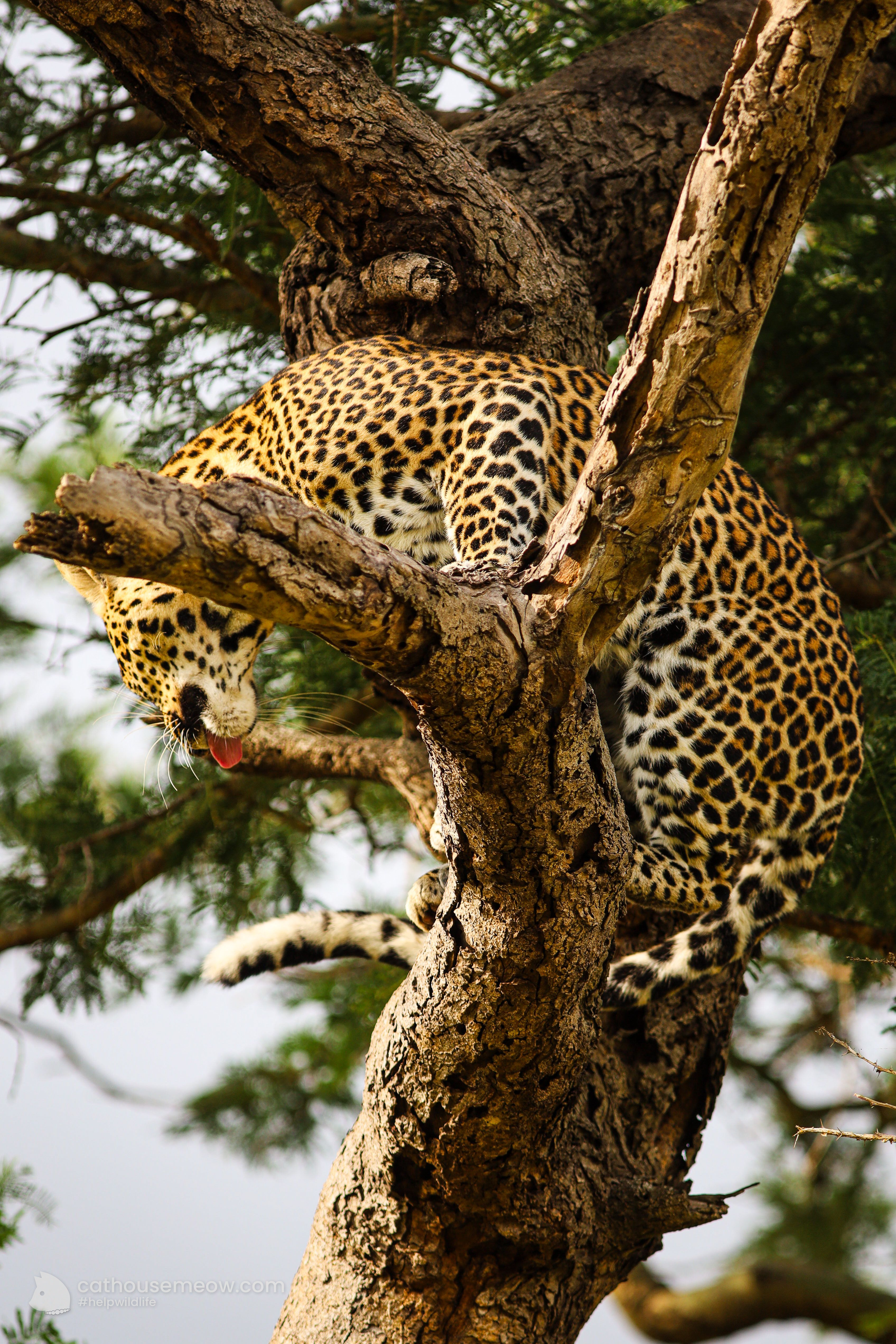 African leopard resting in a tree in Kruger National Park, a wild cat that hides from view