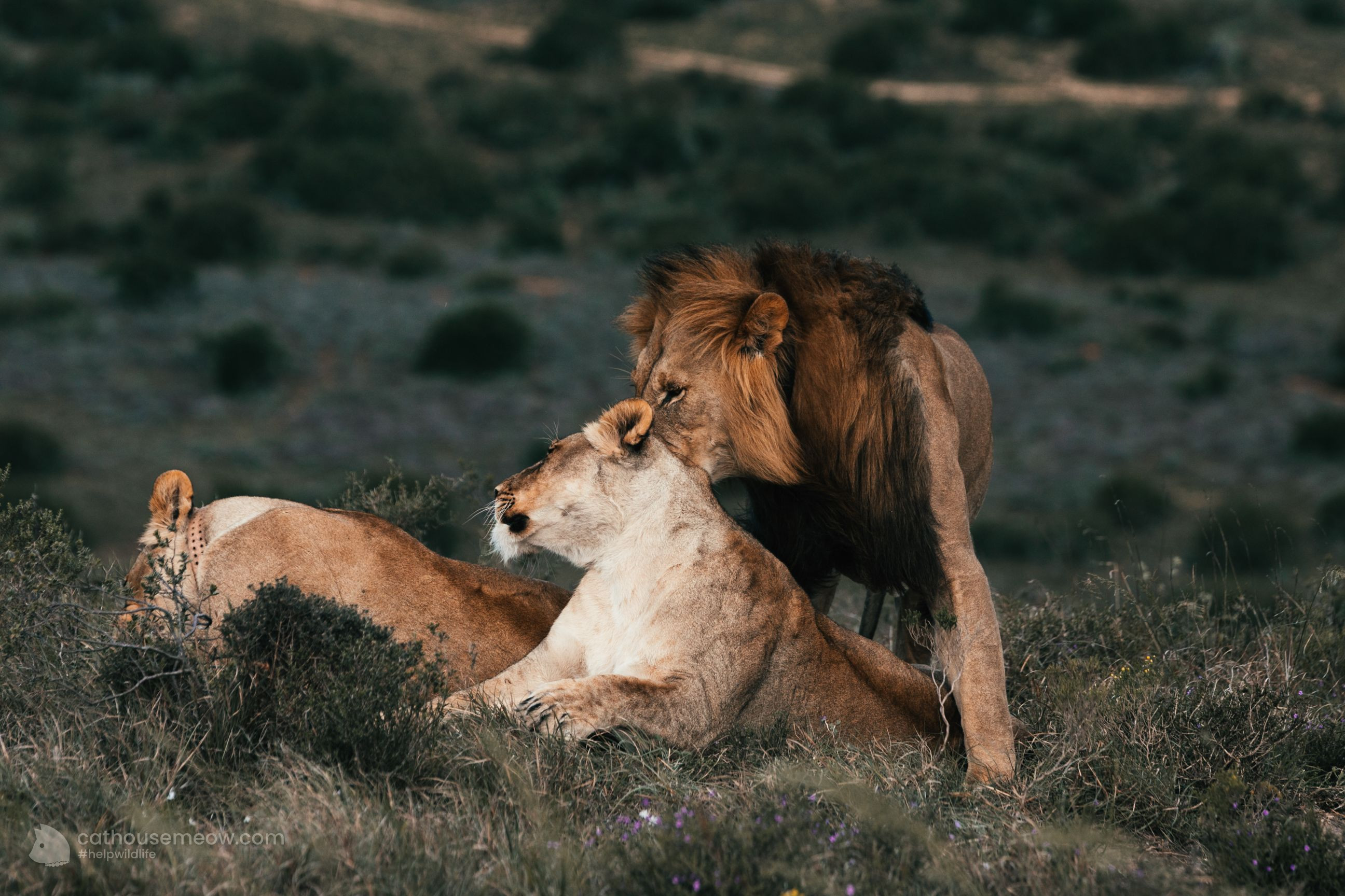 Wild cats on safari: male lion with a full mane standing above resting lionesses on an African savanna hill