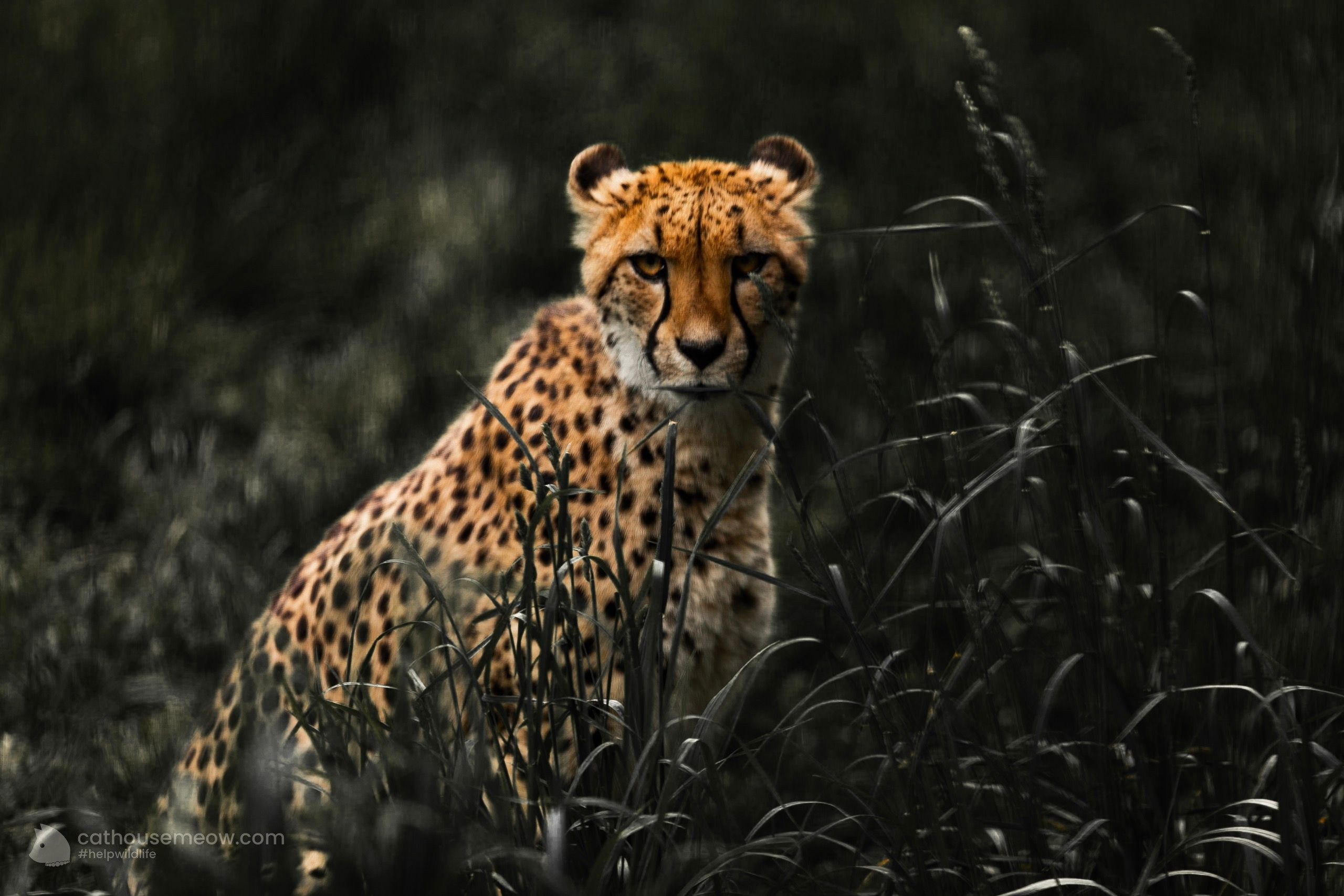 Cheetah resting on green grass, the fastest wild cat on land