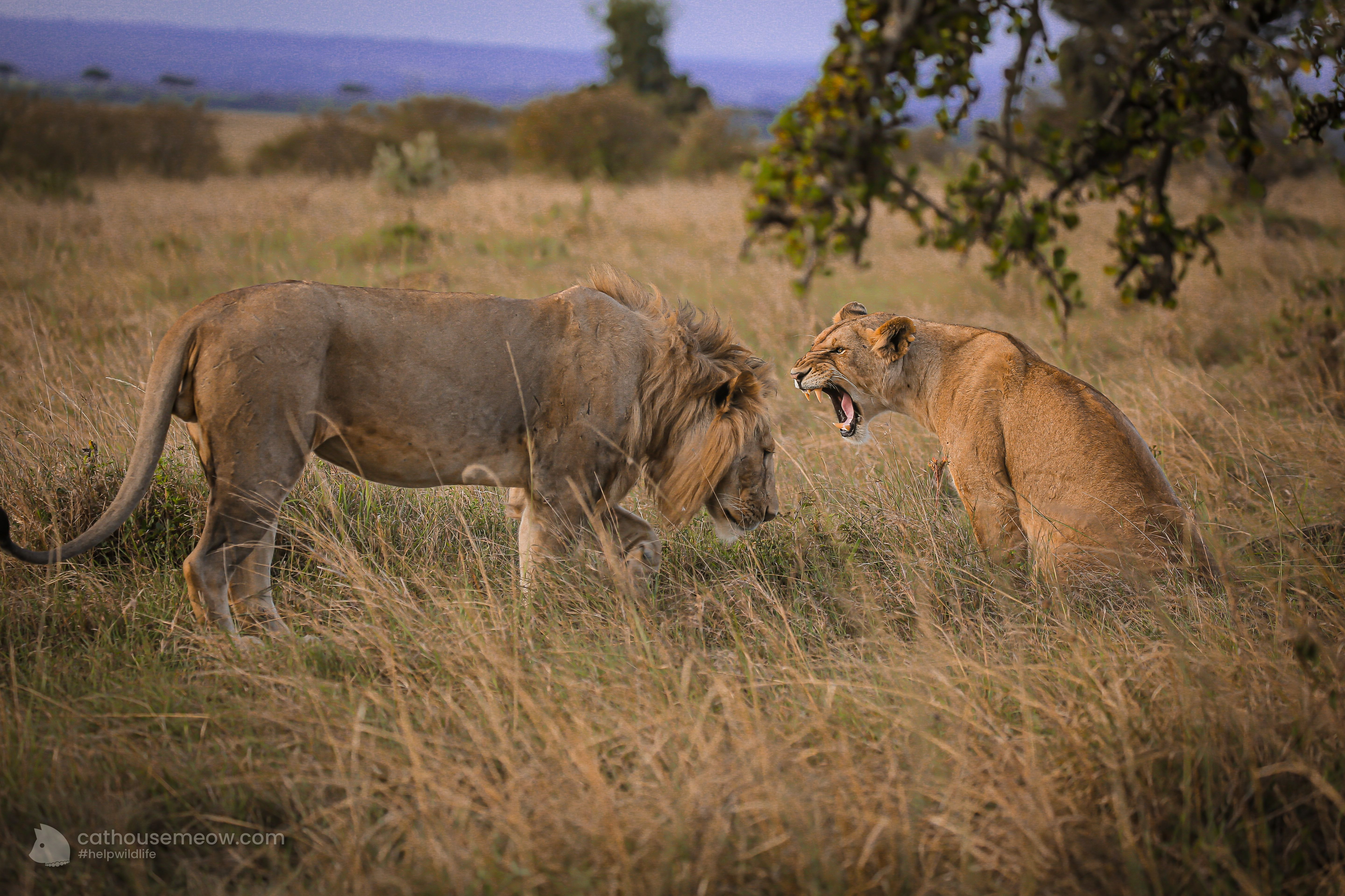 Lioness roaring in tall grass during the dry season on an African safari