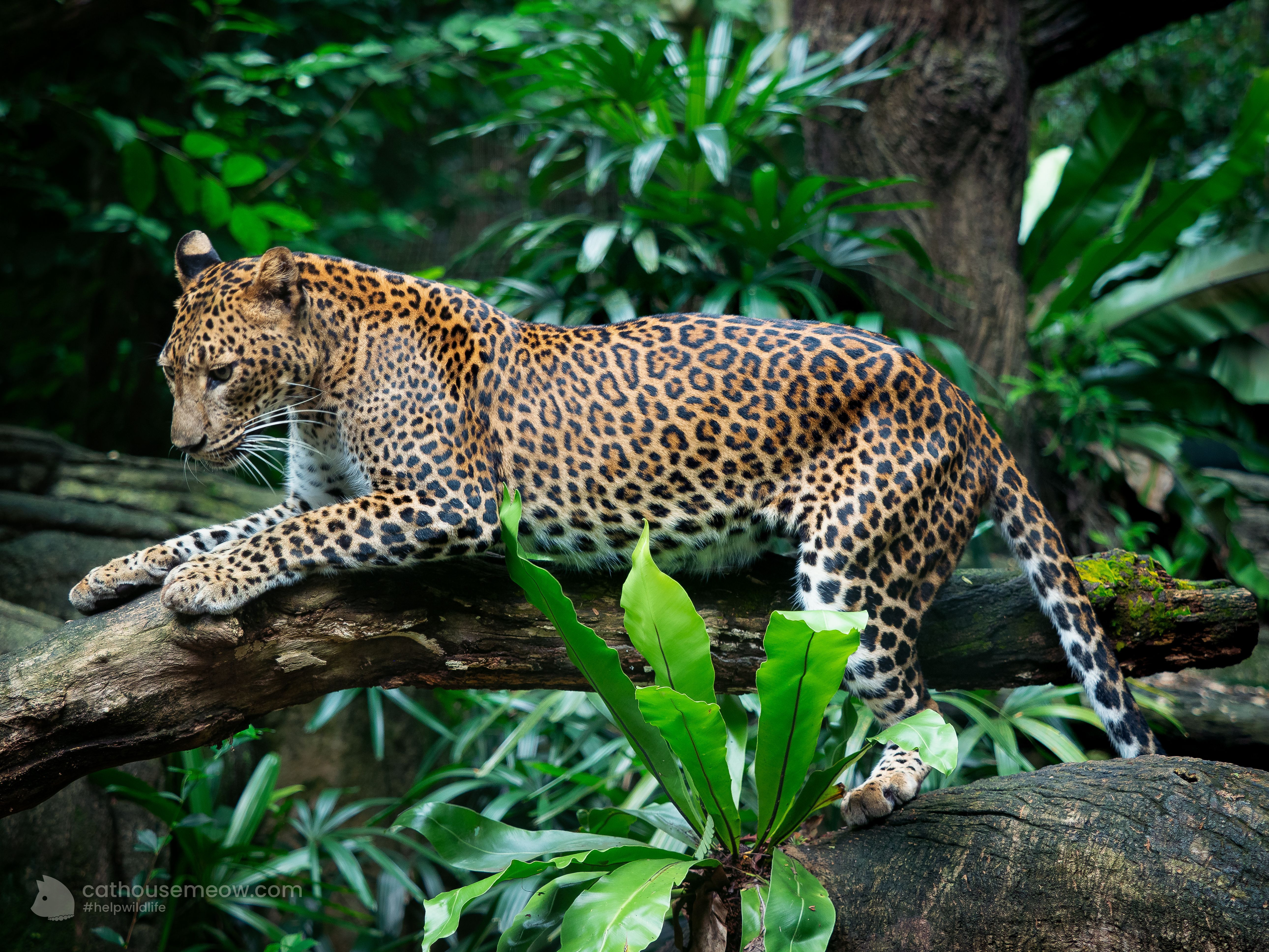 Jaguar resting on a tree branch, a wild cat known for its powerful bite