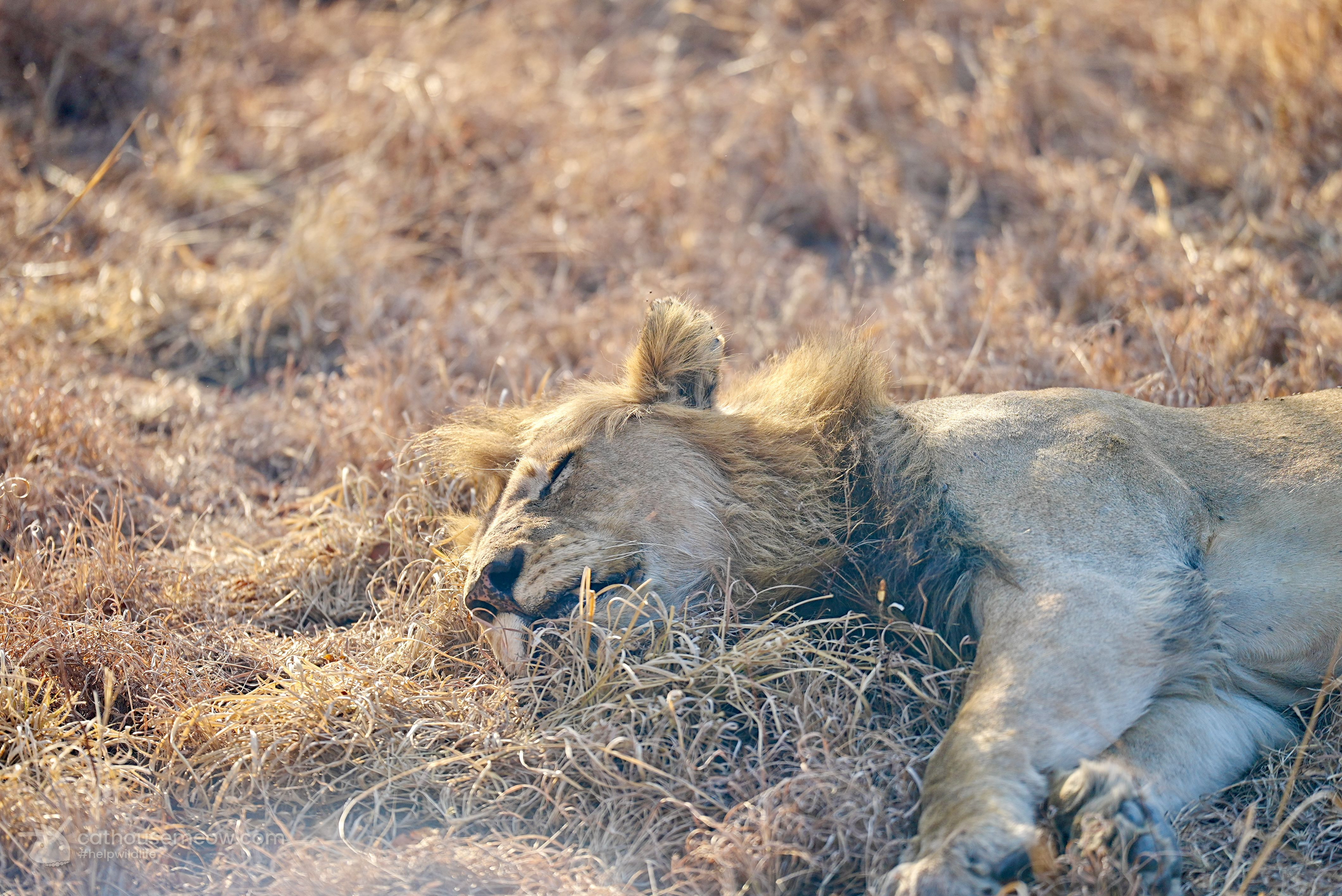 Lion sleeping in the sun on dry savanna grass, showing how much big cats and house cats sleep